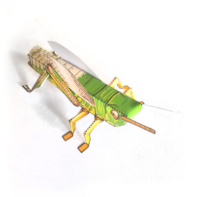 Bastelbogen: Heuschrecke